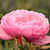 Roza - Mini - pritlikave vrtnice - Punch™